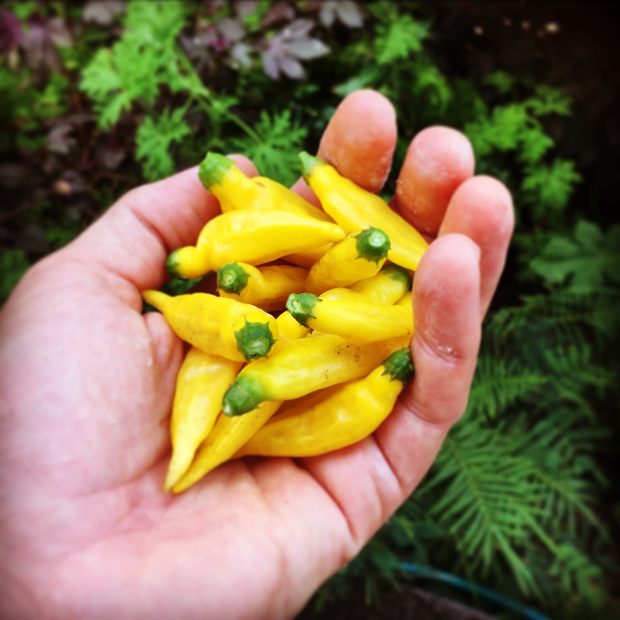 aji limon | Madre Chocolate Hawaii