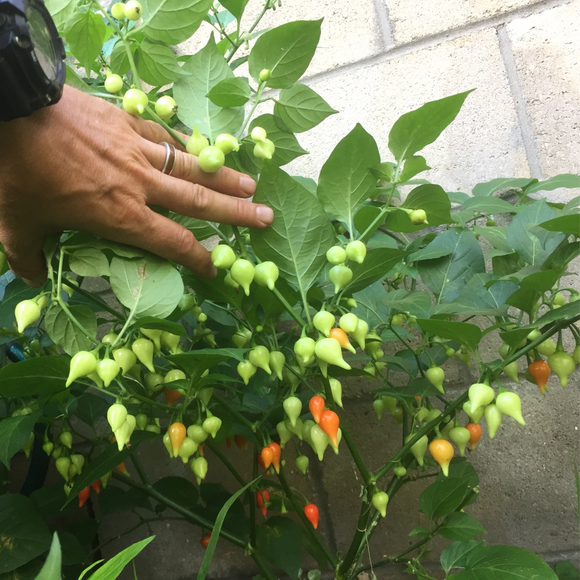 Sweety shop drop peppers